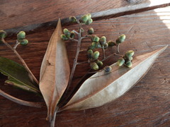 Ocotea guianensis