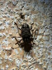 Lagocheirus araneiformis