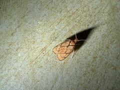 Cenopis reticulatana