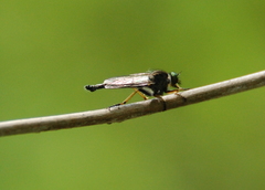 Neoitamus flavofemoratus