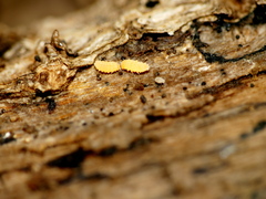 Bilobella aurantiaca
