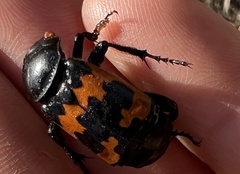Nicrophorus marginatus