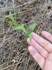 Maurandya antirrhiniflora