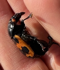 Nicrophorus marginatus