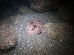 Urobatis concentricus