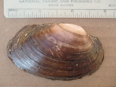 Ortmanniana ligamentina