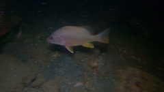 Lutjanus argentiventris