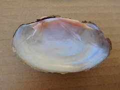 Ortmanniana ligamentina