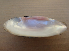 Ortmanniana ligamentina