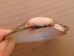 Ortmanniana ligamentina