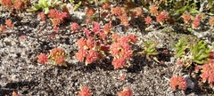 Crassula glomerata