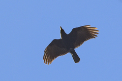 Corvus ossifragus