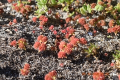 Crassula glomerata