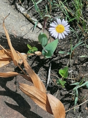 Afroaster serrulatus