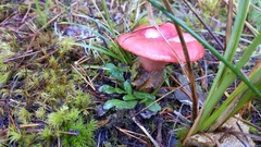 Russula rhodocephala