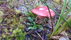 Russula rhodocephala