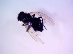 Limosininae