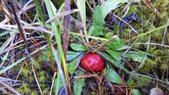 Russula rhodocephala