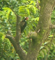 Campephilus guatemalensis