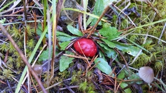 Russula rhodocephala