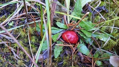 Russula rhodocephala