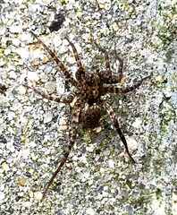 Pardosa