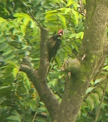 Campephilus guatemalensis