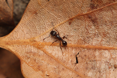 Tetramorium