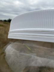 Chrysopa quadripunctata