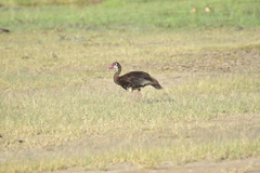 Plectropterus gambensis