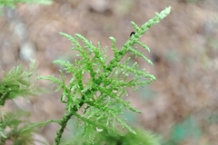 Thuidium tamariscinum