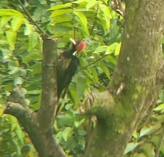 Campephilus guatemalensis