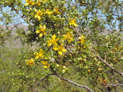 Larrea divaricata
