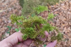 Thuidium tamariscinum