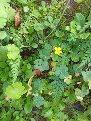 Oxalis corniculata