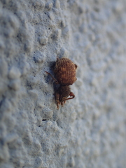 Otiorhynchus crataegi
