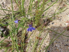 Lobelia linearis