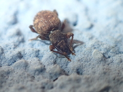 Otiorhynchus crataegi