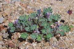 Lupinus concinnus concinnus
