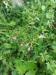Centaurium erythraea