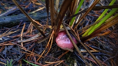 Russula rhodocephala