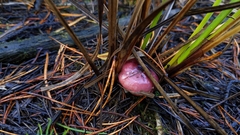 Russula rhodocephala