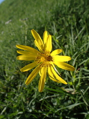 Tragopogon orientalis