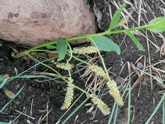 Acalypha caperonioides