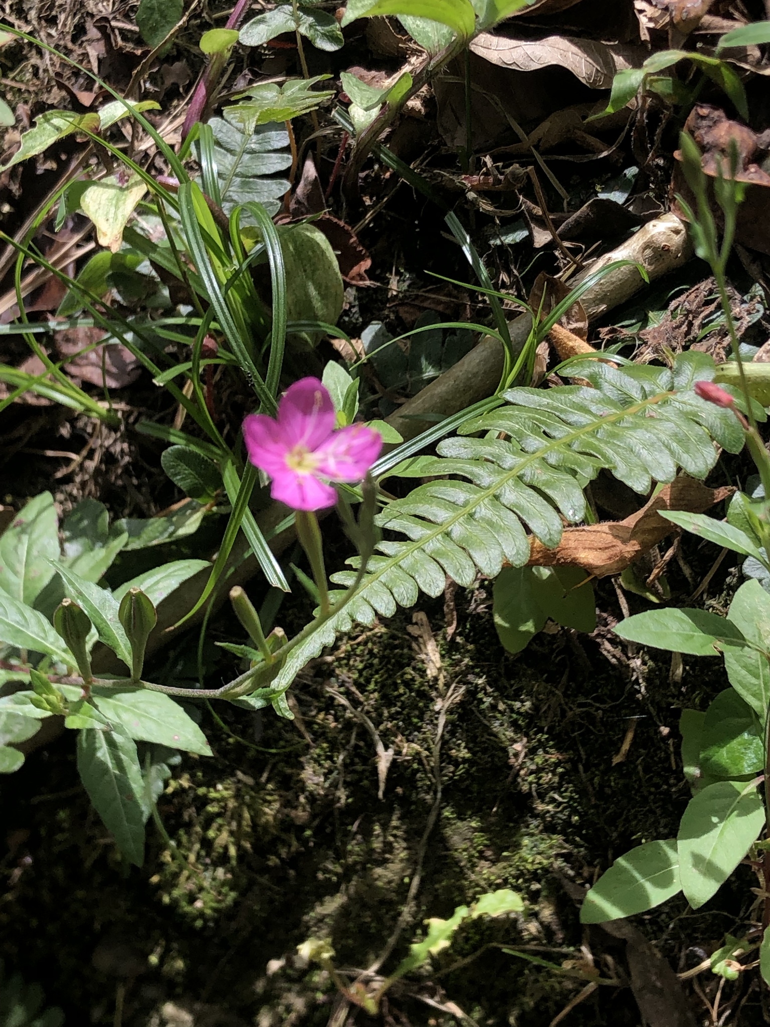 Oenothera rosea image