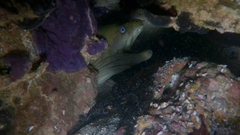 Gymnothorax castaneus