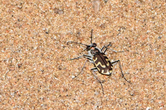 Cicindela hirticollis