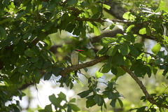 Halcyon senegalensis