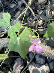 Phaseolus filiformis