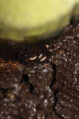 Haplophthalmus danicus